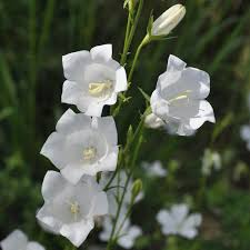 Image result for Glockenblumen