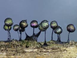 Attēlu rezultāti vaicājumam “Lamproderma sp.”