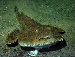 Image result for Lophius americanus