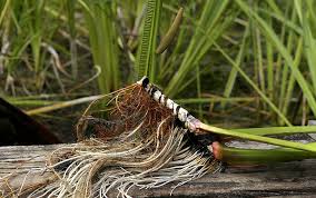 Image result for Acorus calamus