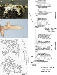 Attēlu rezultāti vaicājumam “Sistotrema confluens”
