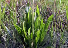 Attēlu rezultāti vaicājumam “Plantago lanceolata leaf”