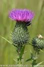 Spear Thistle (<b>Cirsium</b> vulgare