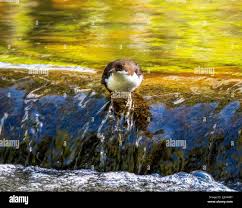 Attēlu rezultāti vaicājumam “Cinclus cinclus adult”