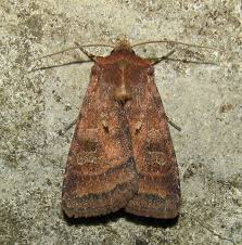 Attēlu rezultāti vaicājumam “Diarsia florida”