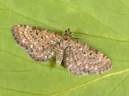 Attēlu rezultāti vaicājumam “Eupithecia satyrata”