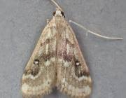 Attēlu rezultāti vaicājumam “Parapoynx stratiotata male”