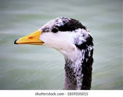 Attēlu rezultāti vaicājumam “Anseriformes”