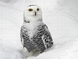 Image result for Bubo scandiacus