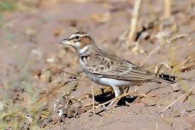 Image result for Melanocorypha bimaculata