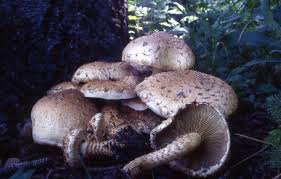 Attēlu rezultāti vaicājumam “Pholiota squarrosoides”