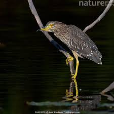 Attēlu rezultāti vaicājumam “Nycticorax nycticorax”