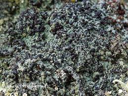 Attēlu rezultāti vaicājumam “Trapeliopsis granulosa”