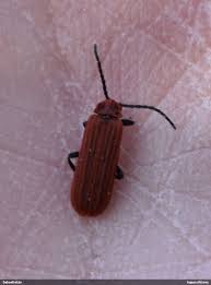 Attēlu rezultāti vaicājumam “Lopheros rubens”