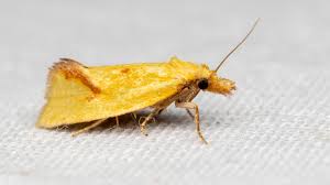 Attēlu rezultāti vaicājumam “Agapeta hamana”