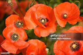 Image result for Papaver rhoeas 'Shirley'