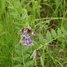 Attēlu rezultāti vaicājumam “Vicia sepium leaf”