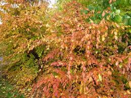 Attēlu rezultāti vaicājumam “Carpinus caroliniana female flower”