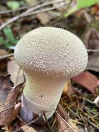 Attēlu rezultāti vaicājumam “Lycoperdon pyriforme sessile”