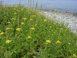 Image result for Tanacetum vulgare