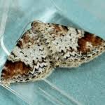 Attēlu rezultāti vaicājumam “Venusia blomeri”