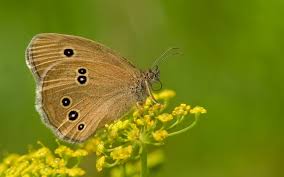 Attēlu rezultāti vaicājumam “Aphantopus hyperantus”