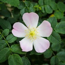Image result for Rosa canina