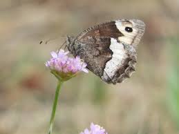 Attēlu rezultāti vaicājumam “Hipparchia alcyone underside”