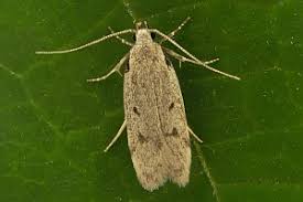 Attēlu rezultāti vaicājumam “Gelechia rhombella”