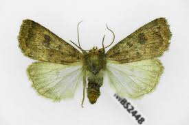 Attēlu rezultāti vaicājumam “Caradrina morpheus”