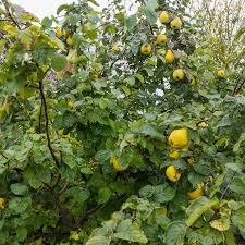 Attēlu rezultāti vaicājumam “Cydonia oblonga”