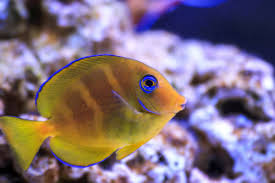 Image result for Acanthurus coeruleus