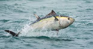 Image result for giant tuna