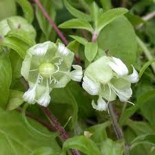Attēlu rezultāti vaicājumam “Silene baccifera”