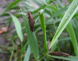 Attēlu rezultāti vaicājumam “Chaetopteryx villosa”