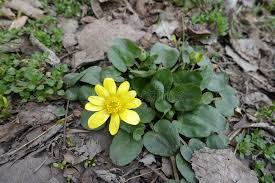 Attēlu rezultāti vaicājumam “Ficaria verna flower”