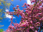 File:Pink flowers.jpg - Wikipedia, the free encyclopedia