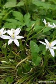 Attēlu rezultāti vaicājumam “Ornithogalum umbellatum”