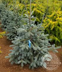 Attēlu rezultāti vaicājumam “Picea abies”