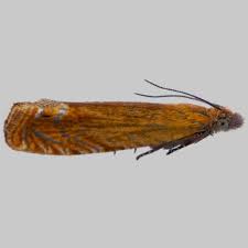 Attēlu rezultāti vaicājumam “Lathronympha strigana”