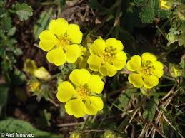 Attēlu rezultāti vaicājumam “Potentilla arenaria leaf”
