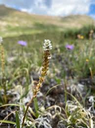 Attēlu rezultāti vaicājumam “Bistorta vivipara flower”