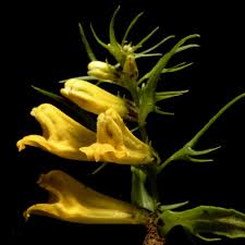 Attēlu rezultāti vaicājumam “Melampyrum pratense bud”