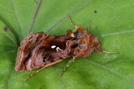 Attēlu rezultāti vaicājumam “Autographa pulchrina”