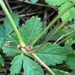 Attēlu rezultāti vaicājumam “Potentilla reptans bud”