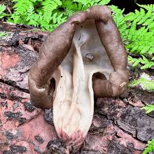 Attēlu rezultāti vaicājumam “Gyromitra esculenta”