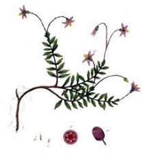 Attēlu rezultāti vaicājumam “Oxycoccus bud”