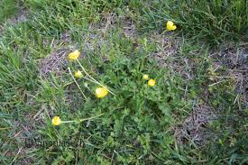 Attēlu rezultāti vaicājumam “Ranunculus bulbosus flower”