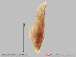 Attēlu rezultāti vaicājumam “Cyperus fuscus fruit”