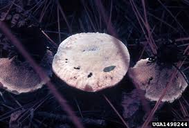 Attēlu rezultāti vaicājumam “Hydnellum ferrugineum”